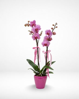 Double-Stem Orchids