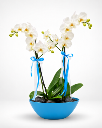 Elegant White Orchid in a Blue Bowl