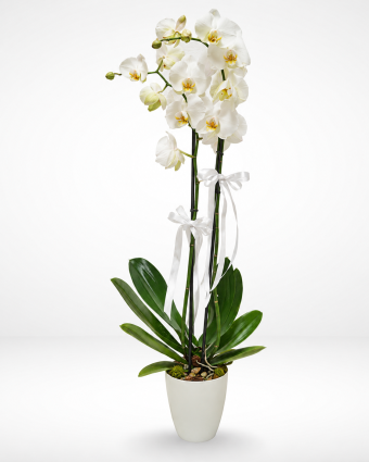 Elegant White Orchid in a Ceramic Pot