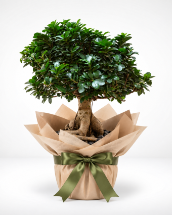 Gift-Wrapped Bonsai Tree