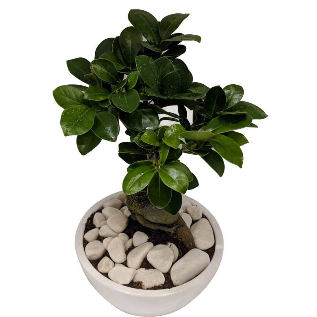 Mini Bonsai Plant Fleurs de la sagesse Beirut Lebanon