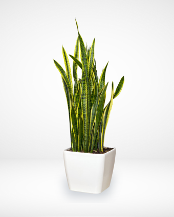 aloe1