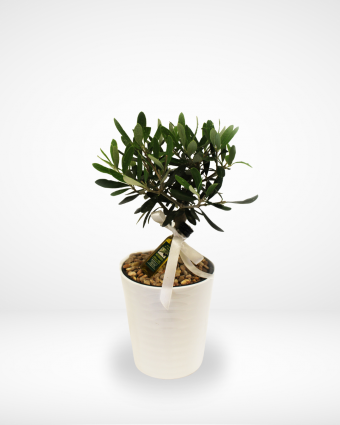 Olive Plant