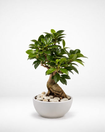 Minimalist Bonsai in White Planter
