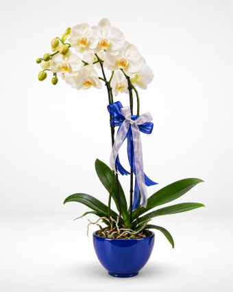 Elegant White Orchid in a Blue Pot (1)