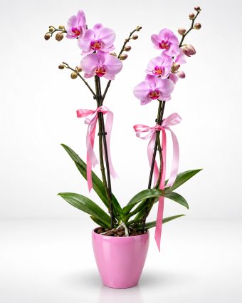 Mother’s Day Orchids