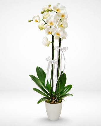 White Phalaenopsis