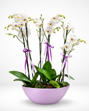 Phalaenopsis Orchid Plants