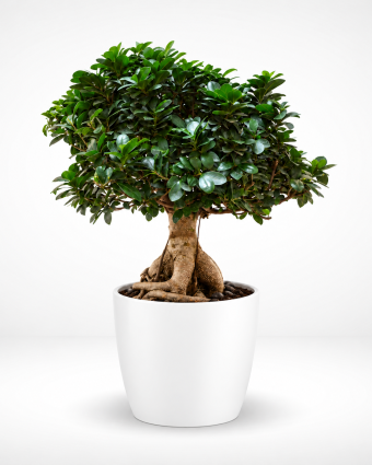 Lush Ginseng Bonsai in White Planter