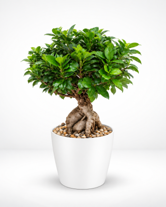 Minimalist White-Pot Bonsai Product Portrait