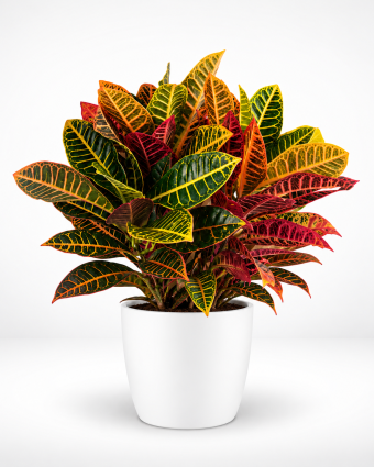 Vibrant Croton in White Ceramic Pot