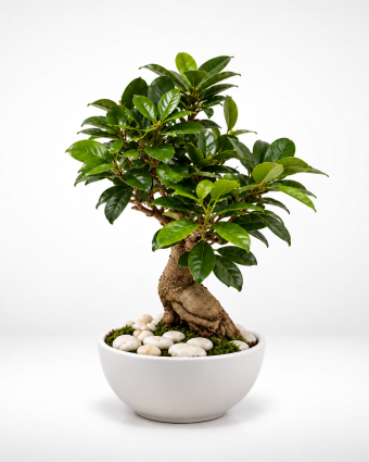Bonsaï de ficus en pot blanc