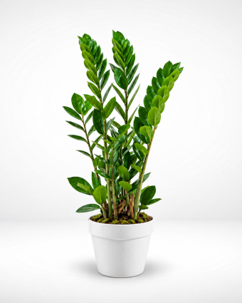 Plante ZZ en pot blanc immaculé