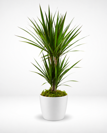 Dracaena en pot blanc et mousse