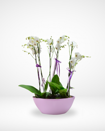 Phalaenopsis Orchid Plants