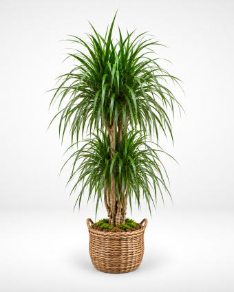 Elegant Cascading Dracaena in Woven Basket (1)