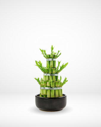 Lucky Bamboo