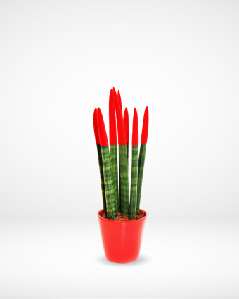 Red Sansevieria