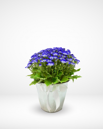 Beautiful Cineraria Plant