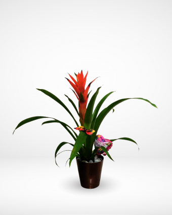 Red Guzmania Plant