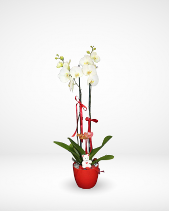 Valentine's Orchid