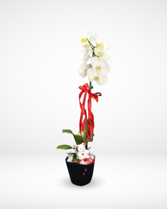 White Phalaenopsis Orchid Plant