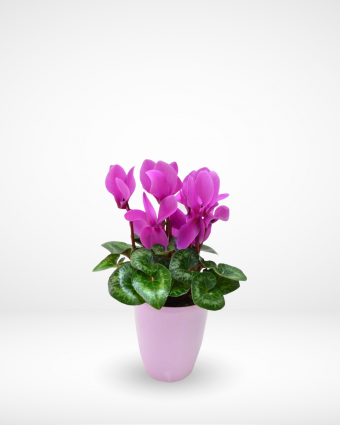 Mini Cyclamen Plant