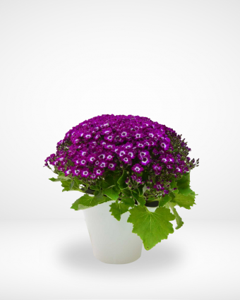 Blue Cineraria Plant