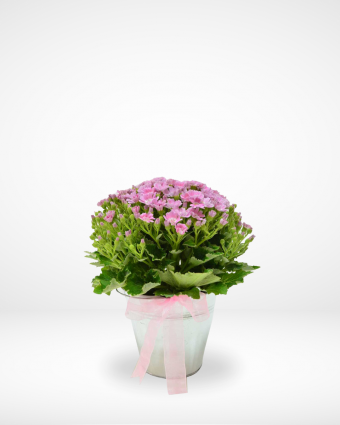 Lovely Pink Cineraria