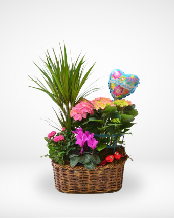 Basket Plants