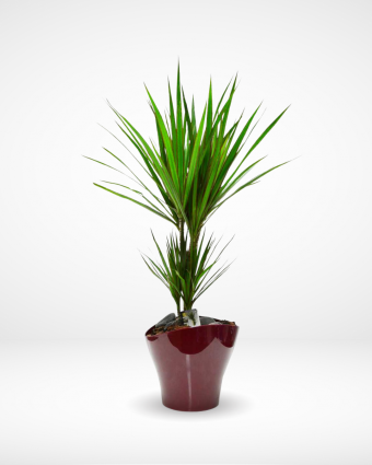 Getting Older And Better