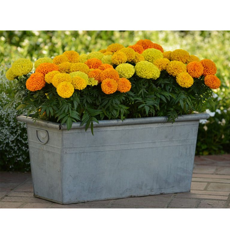 Balcony Marigold Plant Fleurs de la sagesse Beirut Lebanon