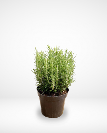 Rosemary