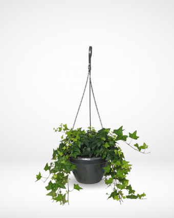 hanging plant1