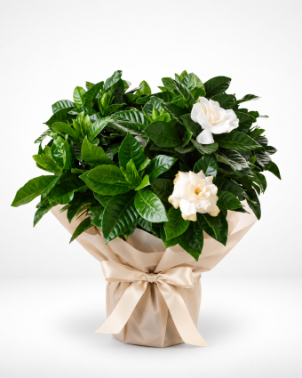 Elegant Gardenia Gift Plant Pose (1)
