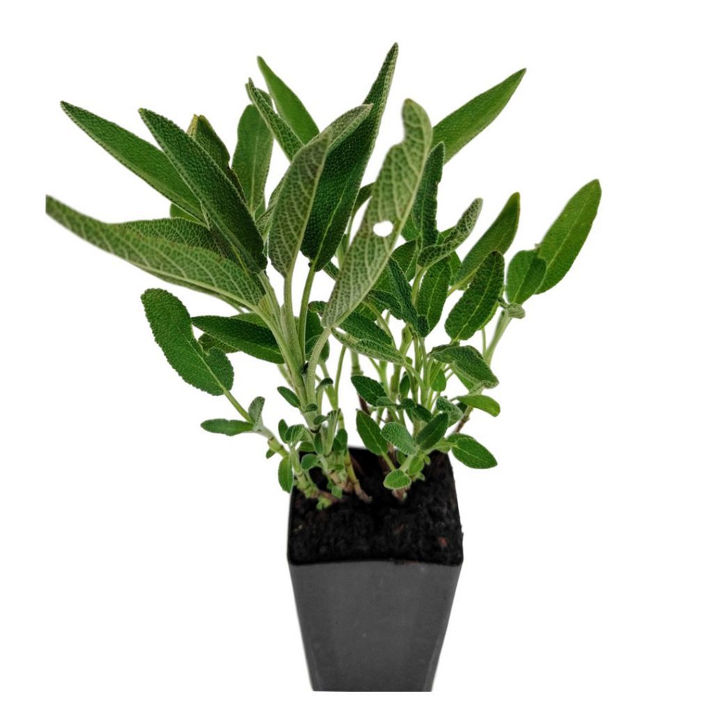 Sage Plant Fleurs de la sagesse Beirut Lebanon