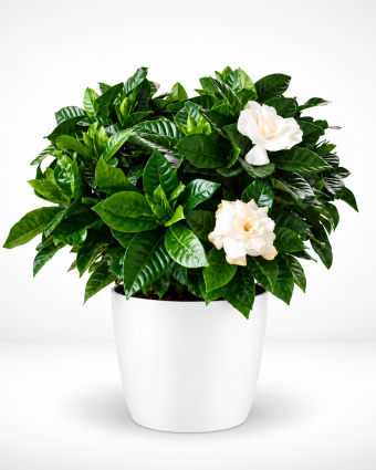 Glossy Gardenia in White Pot