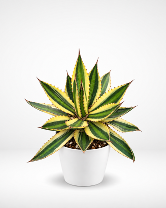 Agave panaché en pot blanc