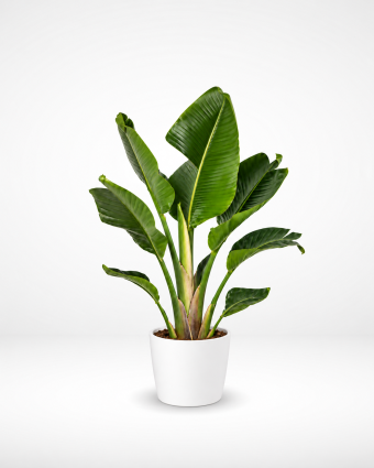 Minimalist Tropical Plant in White Pot