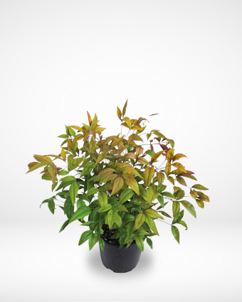 Nandina Plant