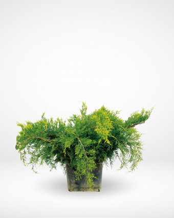 Juniperus Old Gold