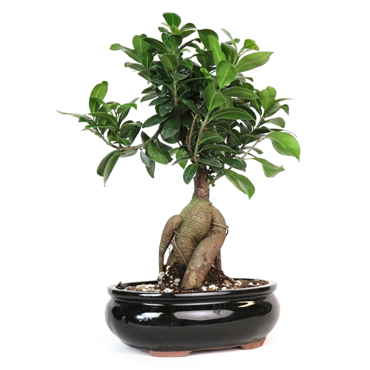 Bonsai Plant Fleurs de la sagesse Beirut Lebanon