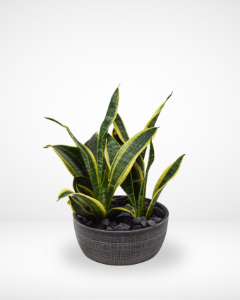 Special Sansevieria