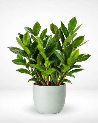 Lush ZZ Plant in Mint Pot