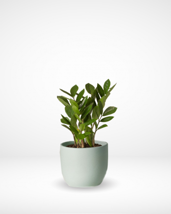 smaller done in green plants