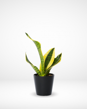 aloe1