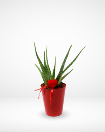 Valentine's Aloe Vera