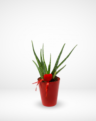 Valentine's Aloe Vera