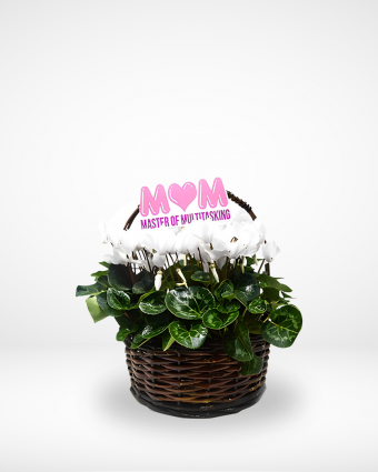 White Cyclamen Basket