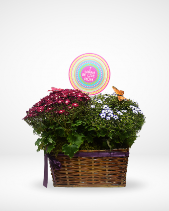 Cineraria Basket
